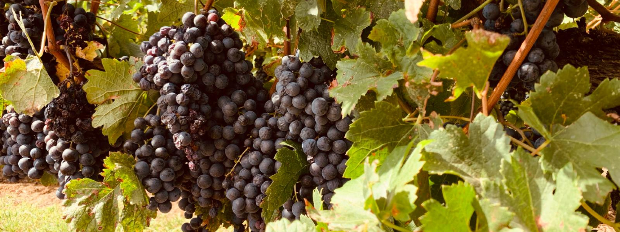 LUSSAC LUSSACST EMILION